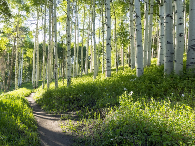 Hiking in Vail and Beaver Creek