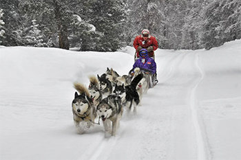 Dogsledding in Breckenridge