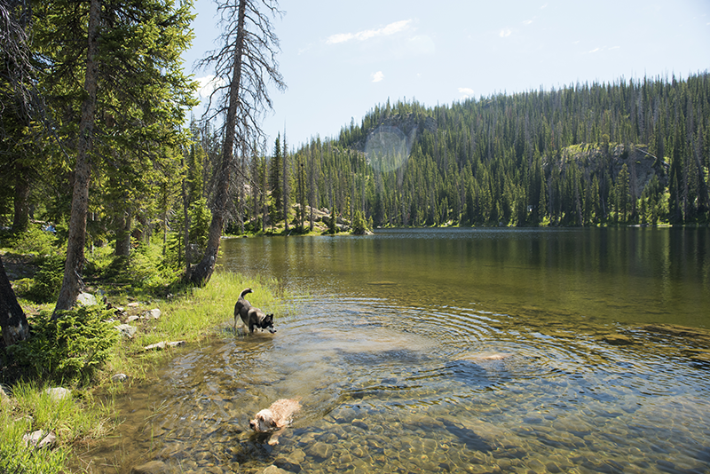 Dogs in Steamboat Springs