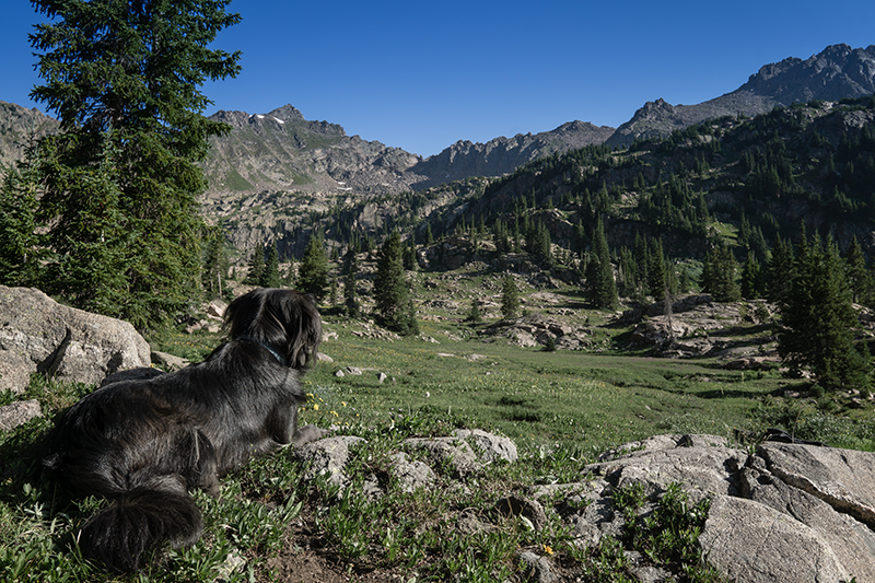 Dog in Vail