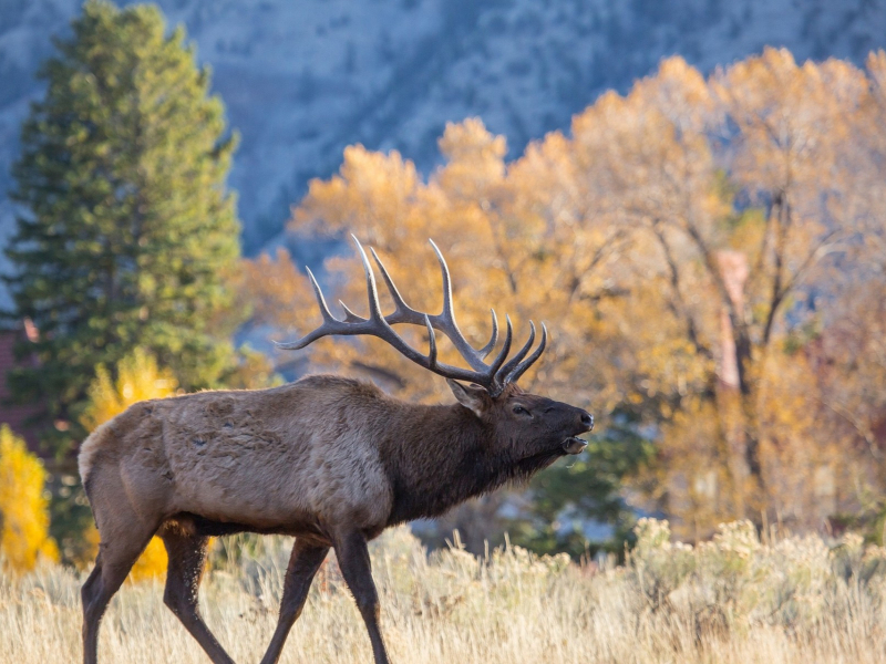 Steamboat Elk | Moving Mountains