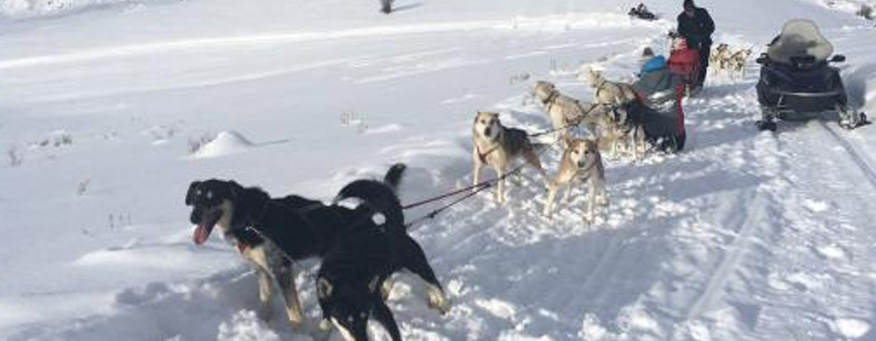 Grizzle-t dog sledding