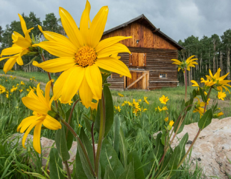 Mad Creek, Wildflowers, John Fielder