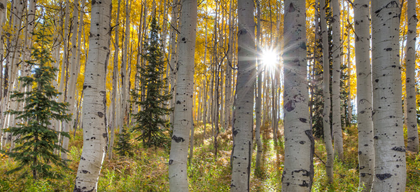 Aspens in the Fall, Steamboat Springs
