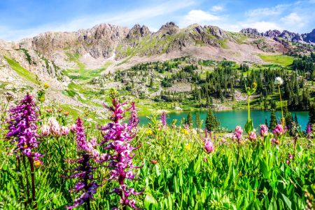 Gore Lake Trail, Wildflowers