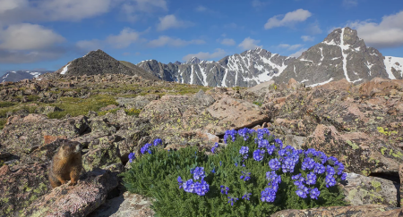 Notch Mountain, Wildflowers