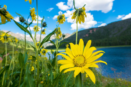 Upper Piney Lake Trail, Wildflowers